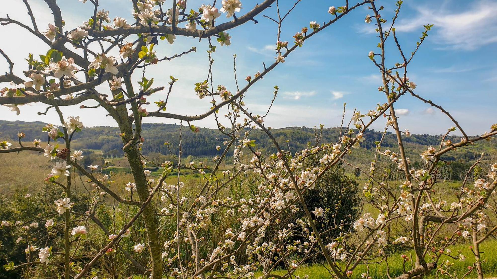 Agriturismo Podere Le Tombe Pensionat Palaia Eksteriør billede