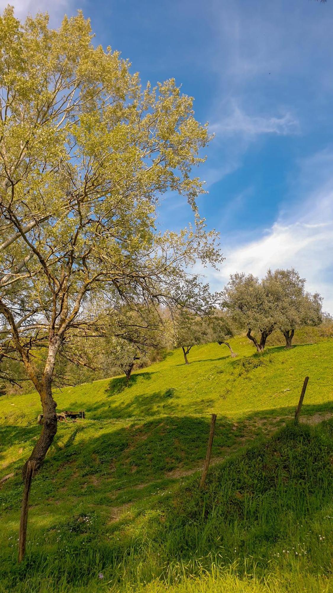 Agriturismo Podere Le Tombe Pensionat Palaia Eksteriør billede