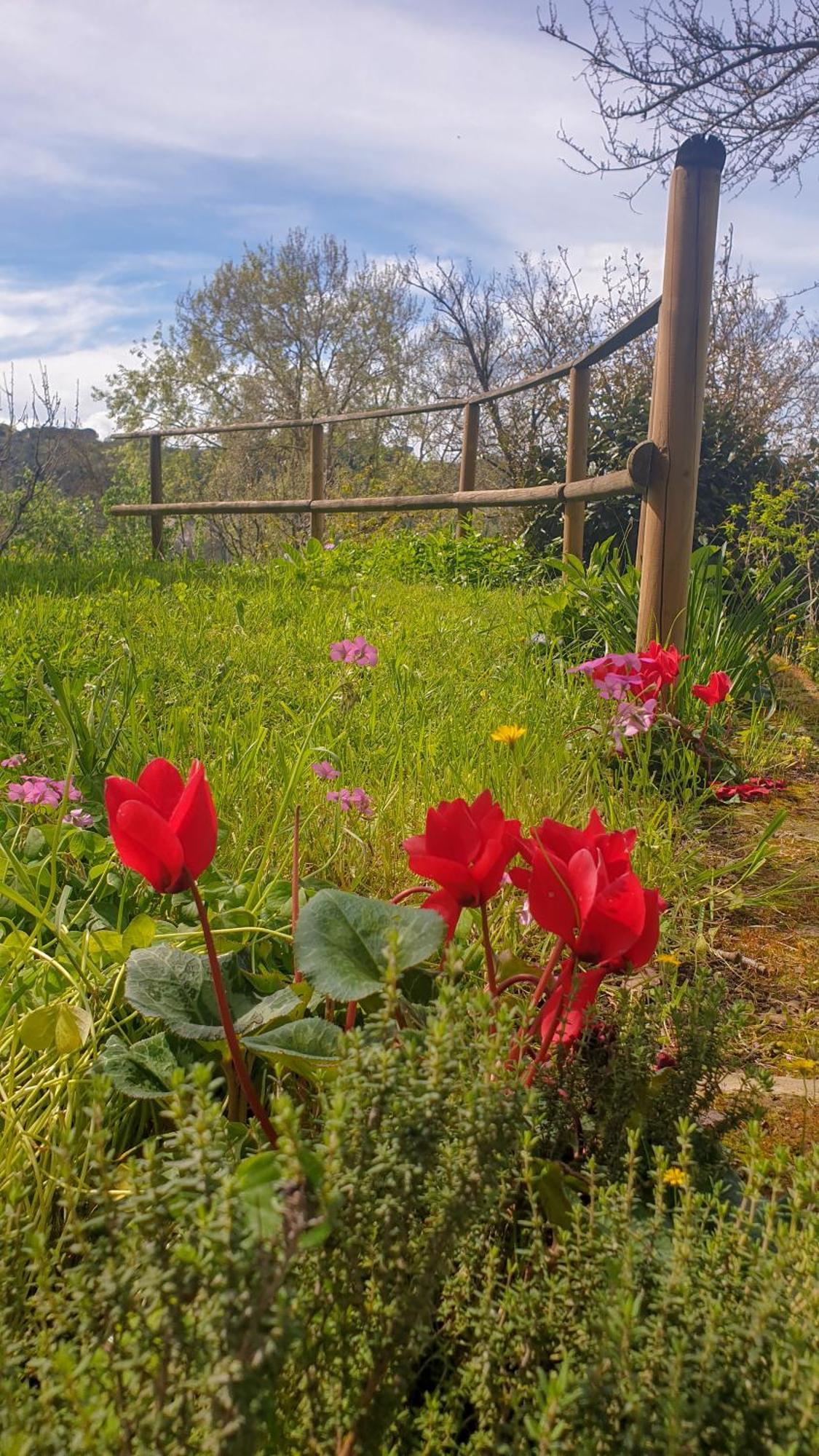 Agriturismo Podere Le Tombe Pensionat Palaia Eksteriør billede