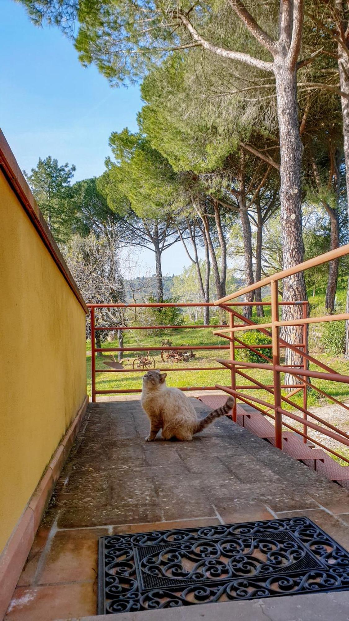 Agriturismo Podere Le Tombe Pensionat Palaia Eksteriør billede